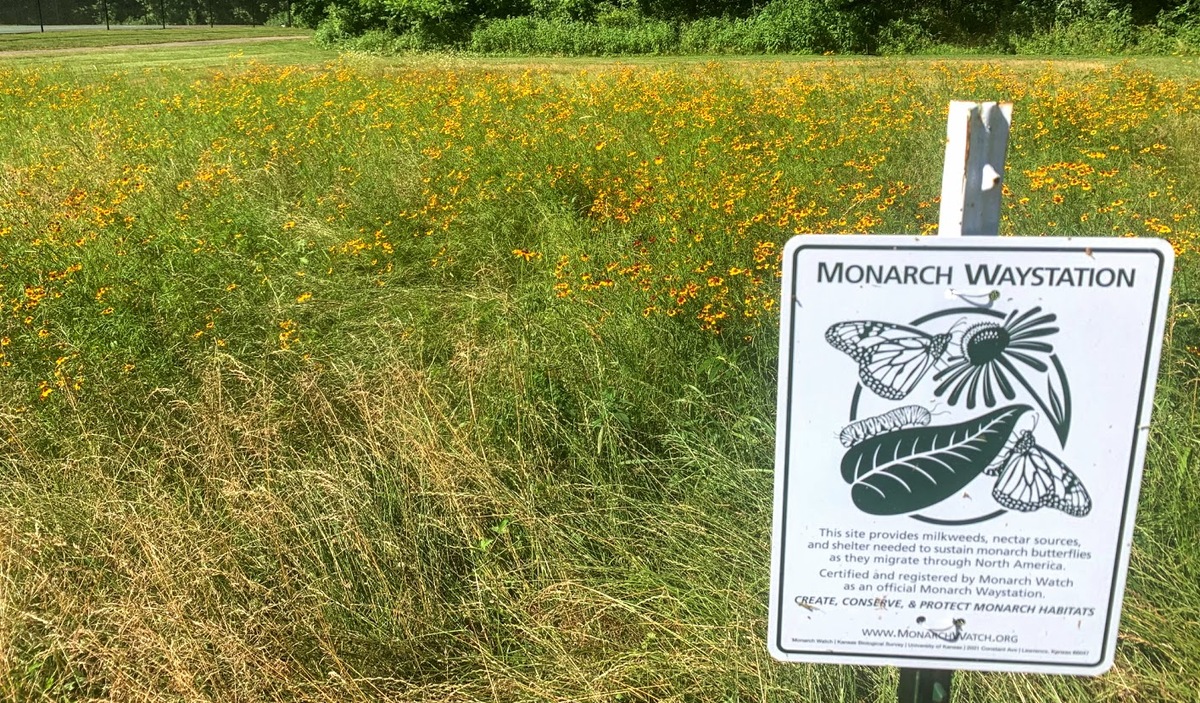 Pollinator Garden